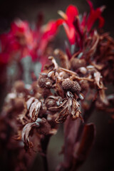 Arboretum Fall 2024 Collection