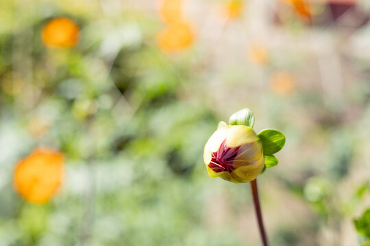 Dahlia bud in a garden