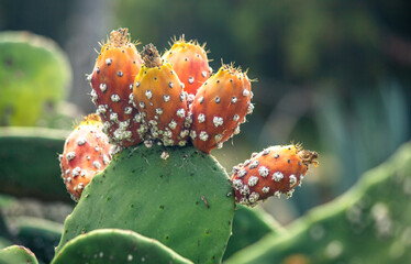 Arboretum Fall 2024 Collection