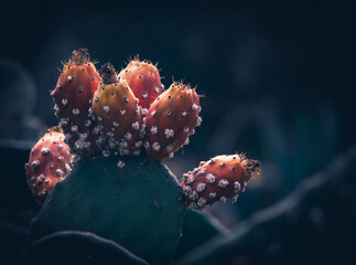 Arboretum Fall 2024 Collection