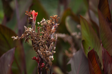 Arboretum Fall 2024 Collection