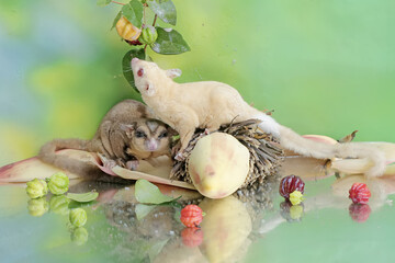 A pair of adult sugar gliders are eating surinam cherry fruit. This mammal has the scientific name...