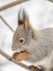 The squirrel with nut sits on tree in the winter or late autumn
