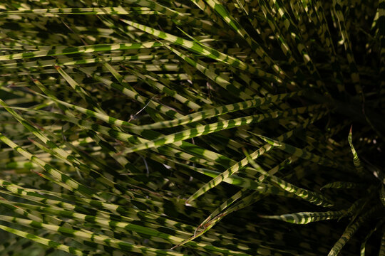 stripe grass abstract background