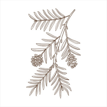 vector drawing branch of coastal redwood tree with leaves and cones, Sequoia sempervirens isolated at white background, hand drawn vintage illustration