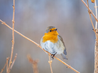 Cute bird the European Robin, Erithacus rubecula. sitting on the tree branch in winter.