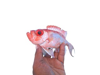 High quality, red snapper fish isolated on white background