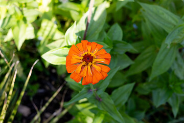 an orange zinnia in a garden