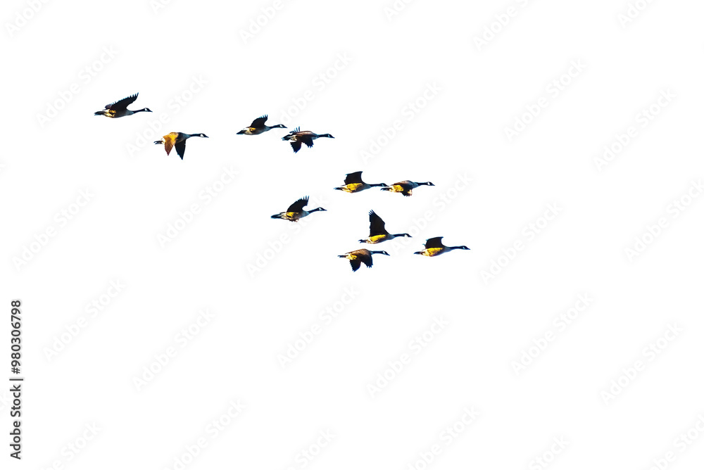 Wall mural flock of geese flying in the sky on transparent background with copy space. png file.