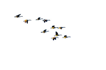 Flock of geese flying in the sky on transparent background with copy space. PNG file.