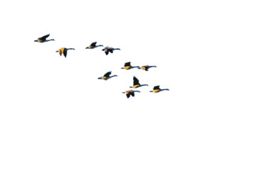 Flock of geese flying in the sky on transparent background with copy space. PNG file.