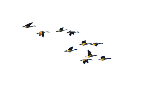 Flock of geese flying in the sky on transparent background with copy space. PNG file.