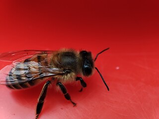 A bee taking a macro shot on a red background.
