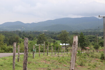 vineyard in the morning