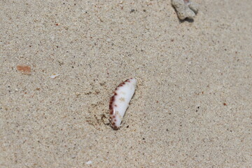 shell on sand