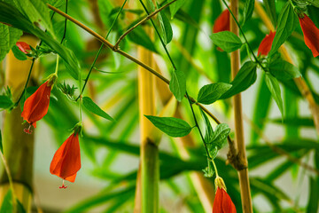 タイリンヒメフヨウ