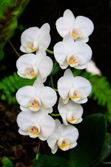 水滴が付いたファレノプシス