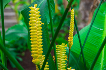 ゴエペルティア・クロタリフェラ　