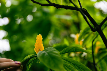 ウコンサンゴバナ