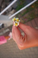 Wild plant Tridax procumbens or coatbuttons or tridax daisy being held in close view.