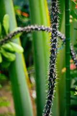 ハナキリンの棘