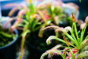 植物園のモウセンゴケ