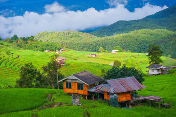 Obraz premium Beautiful rice terrace paddy fields with fresh green natural agricultural mountains landscape view Doi Inthanon Nation Park the Pa Bong Pieng the village at Mae Chaem, Chiang Mai, Thailand.