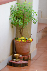 Worshipping Tulsi with a pooja at home - Holy Basil