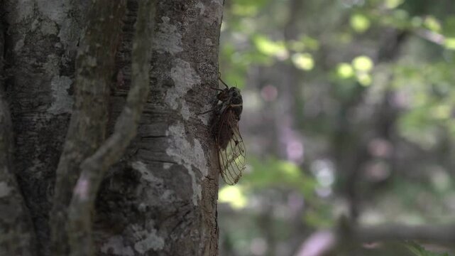 Cicada insect on a tree in the forest on a summer day