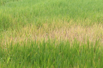 Rice plants about four months old that are infested with pests.