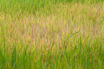 Rice plants about four months old that are infested with pests.