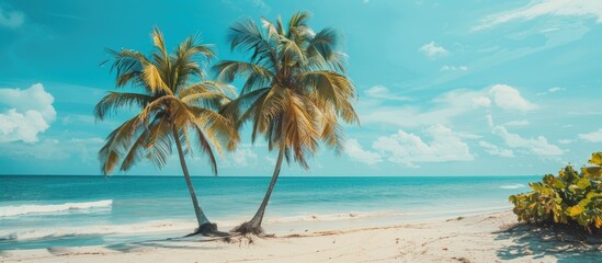 Palm Trees Ocean Beach Sand