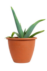 Potted Aloe houseplant isolated on a white background. Ornamental medicinal plant Aloe.