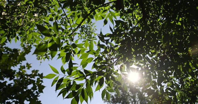 the green foliage of the ash tree in the summer, the beautiful foliage of the ash tree in sunny weather