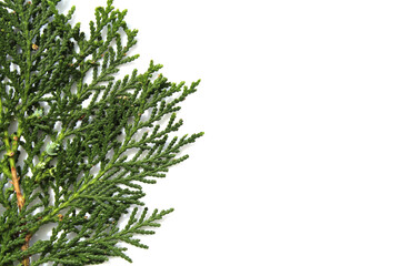 Green conifer tree leaves against a white background abstract