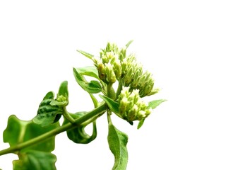 Obraz premium Eupatorium odoratum is a perennial woody herb that grows as a climbing shrub up to 3 meters tall, usually shorter. known as Bitter Bush, Tonka Bean