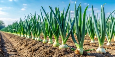 Obraz premium Ripe green onions growing in the fields of Germany, agriculture, fresh, organic, harvest, farm, rural