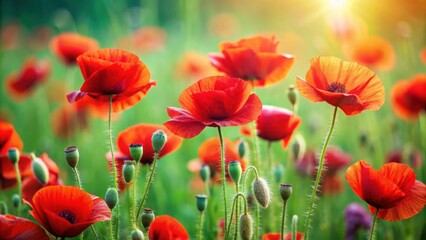 Obraz premium Field of red poppies on green background, close-up shot, ideal for a postcard or nature-themed design, poppies, red, flowers