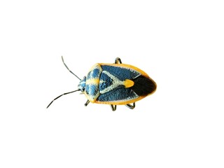 Perillus is a genus of predatory stink bugs in the family Pentatomidae. white background