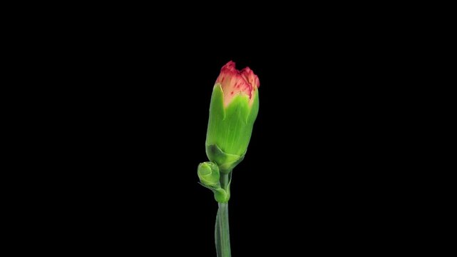 Flower Time Lapse Images – Browse 58,279 Stock Photos Flower Time Lapse Images – Browse 58,279 Stock Photos