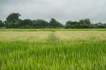Fototapeta premium Rice Fields on the Countryside of Chiang Mai Thailand