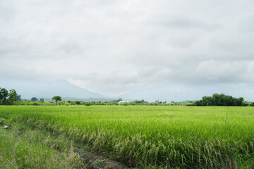 Rice Fields on the Countryside of Chiang Mai Thailand