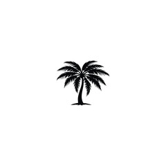 palm tree on a white background