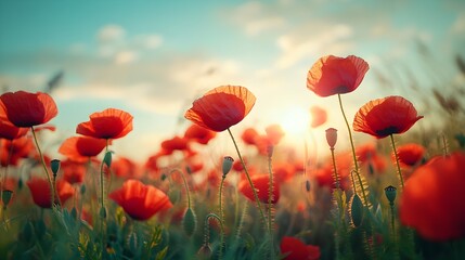 Fototapeta premium Lush poppy field in full bloom, the bright red petals create a lively contrast with the clear blue sky, embodying the essence of spring's renewal and beauty
