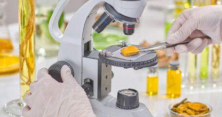 A scientist prepares a slice of turmeric for microscopic examination using tweezers highlights the meticulous process of researching natural ingredients. Sample photo for lab experiments.
