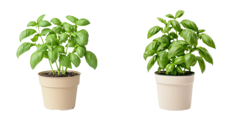 Two vibrant basil plants in neutral pots, showcasing healthy green leaves, ideal for gardening or culinary imagery. transparent background