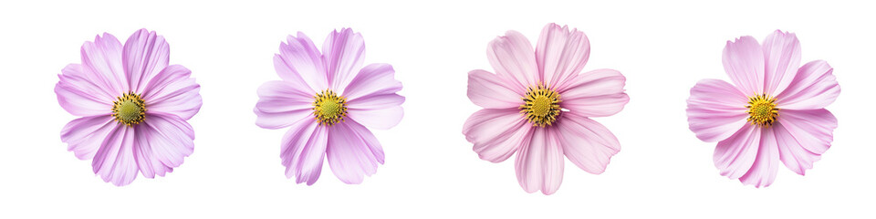 A beautiful arrangement of delicate pink flowers, perfect for floral design, wallpapers, and nature-themed projects. transparent background