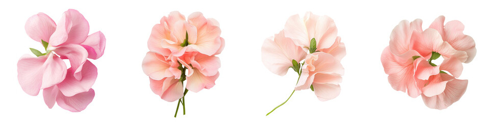A collection of delicate pink flowers showcasing their beauty and textures, perfect for nature lovers and floral designs. transparent background