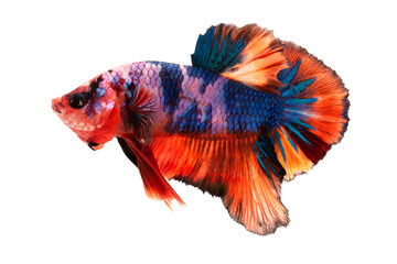 Fototapeta premium Wild betta fish, Siamese fighting fish, Multi-colored betta fish, Plakat Bettas (Short Fins) isolated on transparent background. PNG