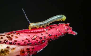 Close-up Green caterpillar on pink flower.